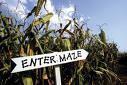 Hay Maze